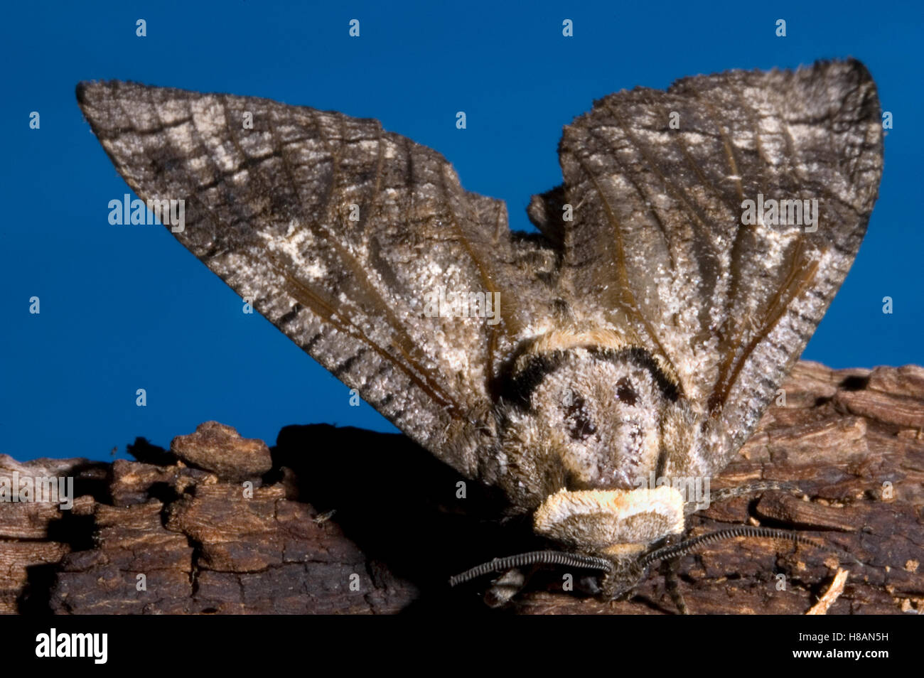 Goat Moth (Cossus cossus), Netherlands Stock Photo - Alamy