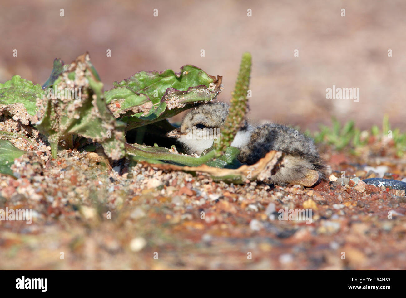Common Ringed Plover (Charadrius hiaticula) chick hiding under ...