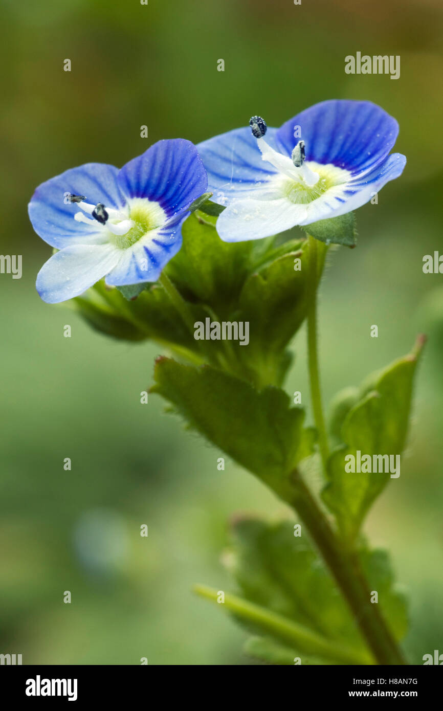 Speedwell (Veronica sp) flowers, Bartenshagen, Mecklenburg-Vorpommern ...