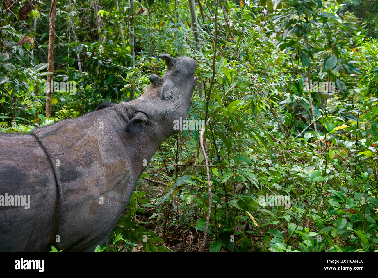 Sumatran Rhinoceros (Dicerorhinus sumatrensis) feeding in dense foliage