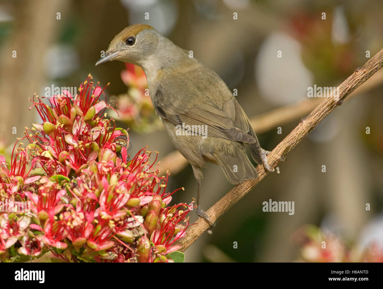 Blackcap (Sylvia atricapilla) female, Israel Stock Photo - Alamy