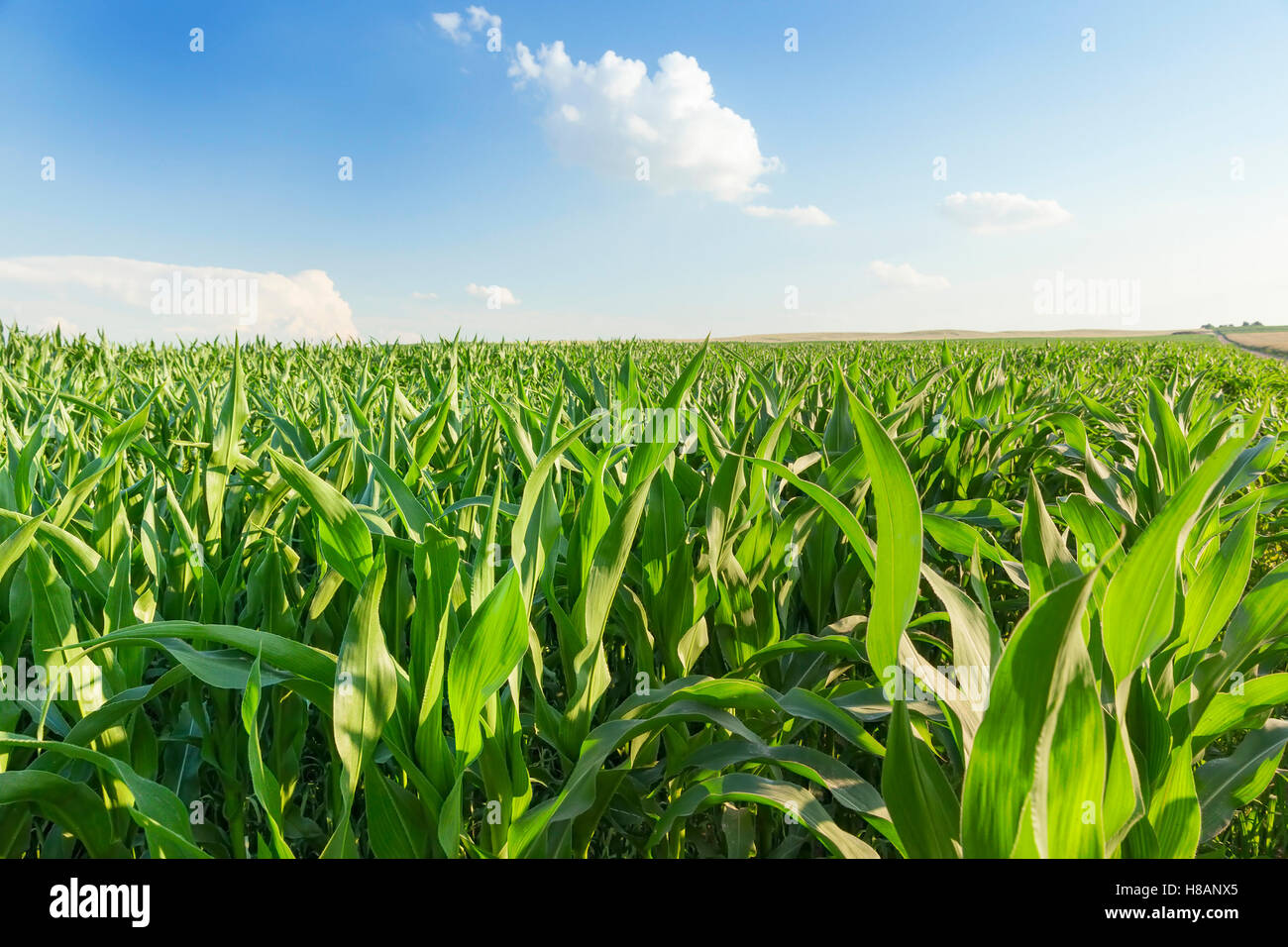 Full frame corn crop hi-res stock photography and images - Alamy