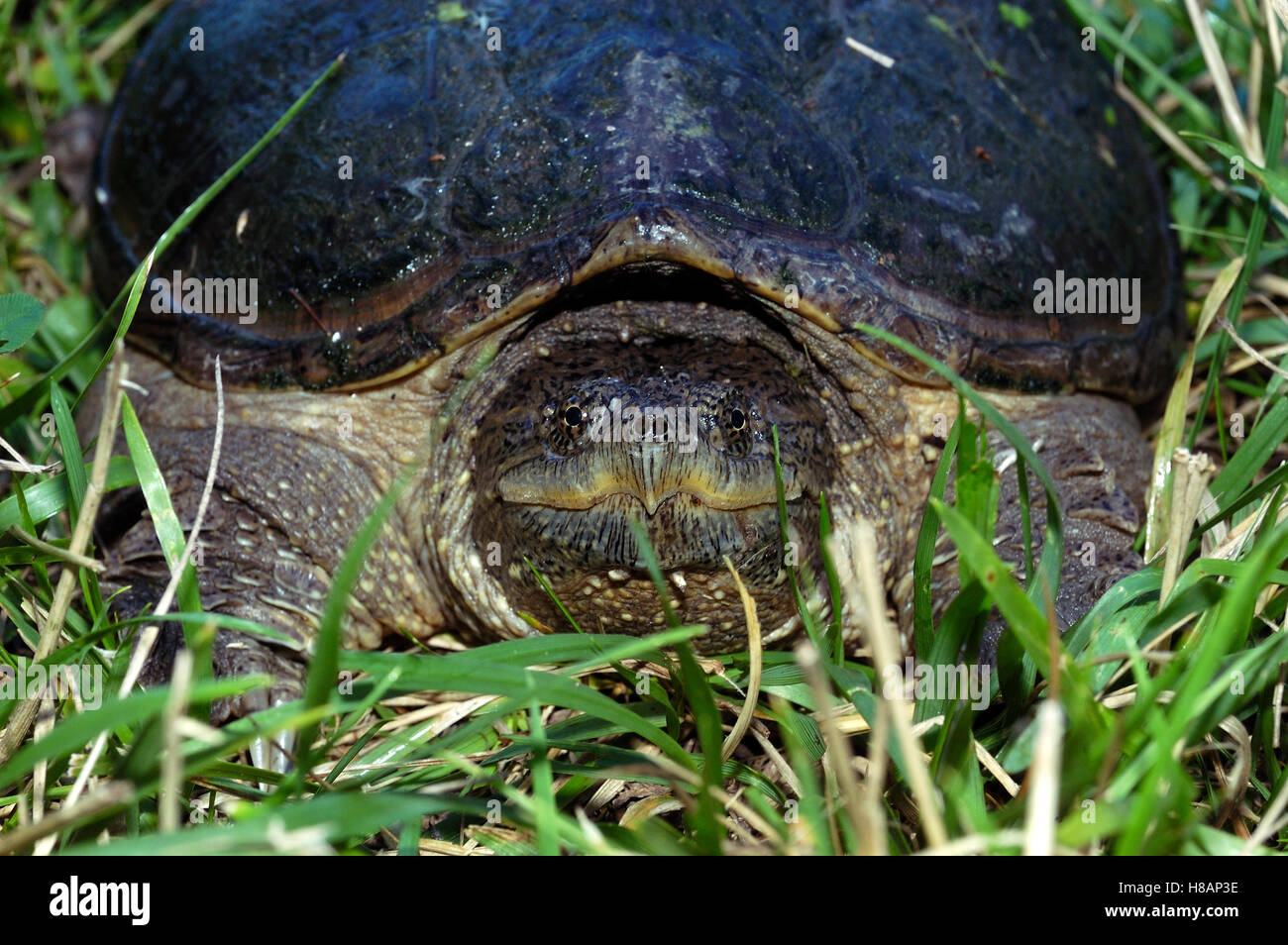 Snapping Turtle (Chelydra serpentina), Fishing River, Kearney, Missouri ...