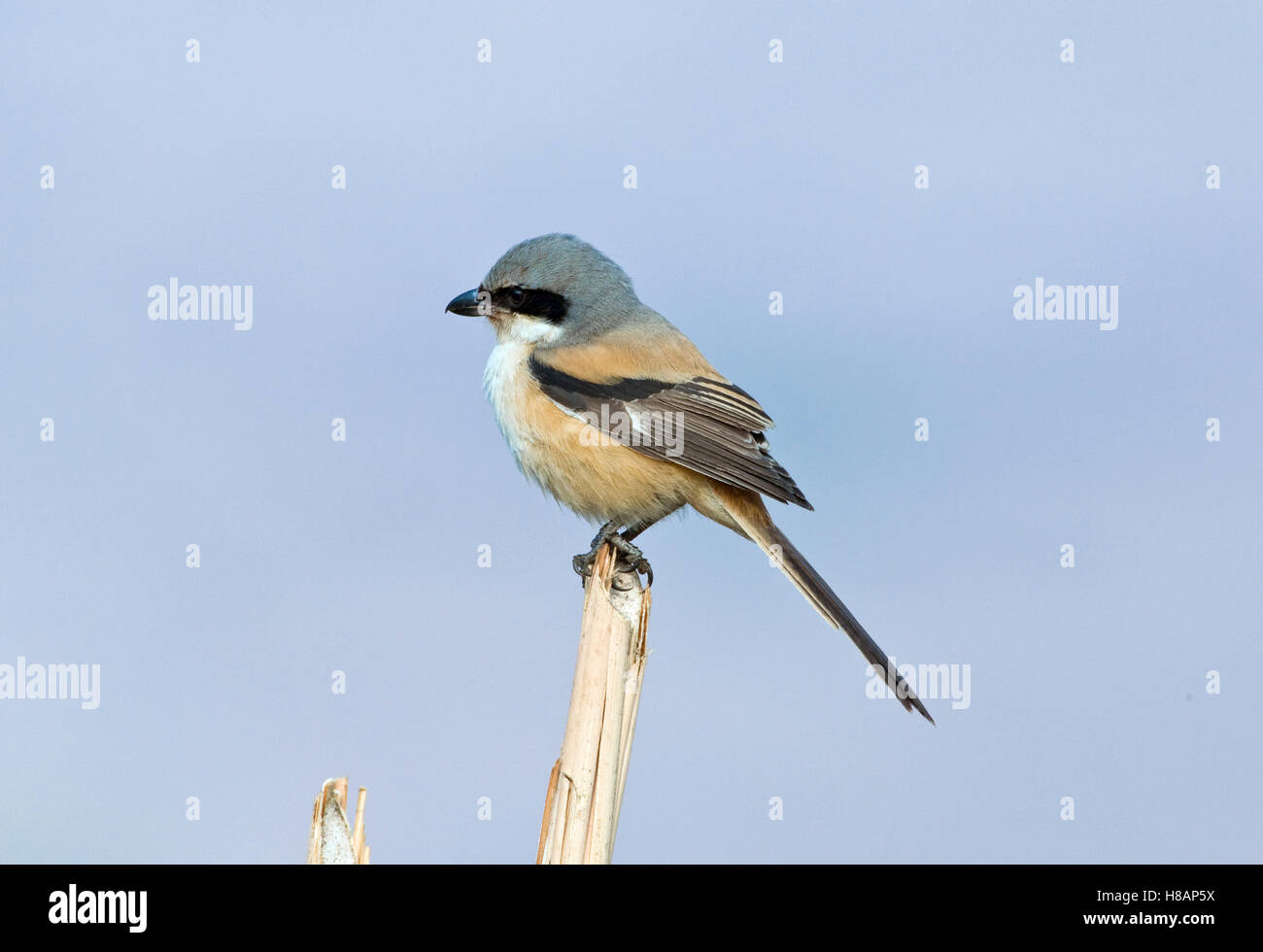 Blackheaded Shrike (Lanius schach), Keoladeo National Park, India
