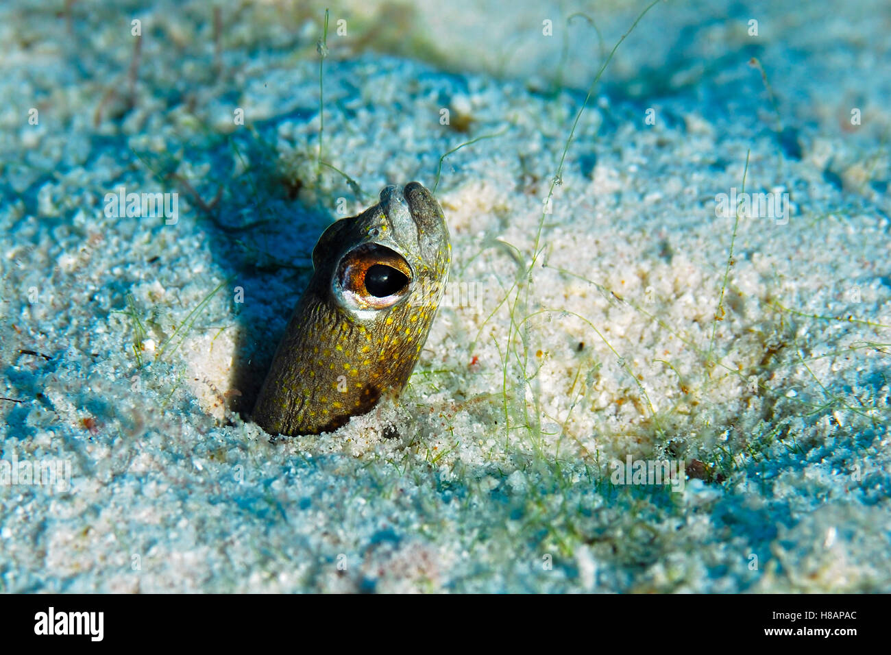 Spotted Garden Eel (Heteroconger hassi) emerging from burrow, Bonaire, Netherlands Antilles, Caribbean Stock Photo