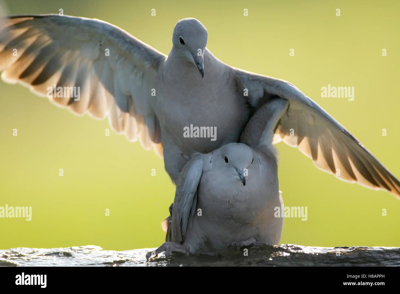 Eurasian CollaredDove (Streptopelia decaocto) mating, Germany Stock