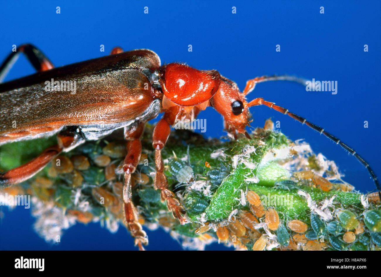 Blacktipped Soldier Beetle (Rhagonycha fulva) feeding on aphids