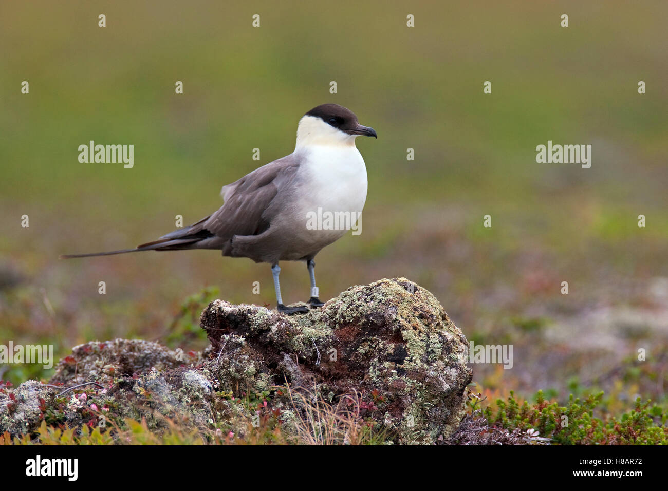 Long-tailed Jaeger (stercorarius Longicaudus), Varanger Peninsula 