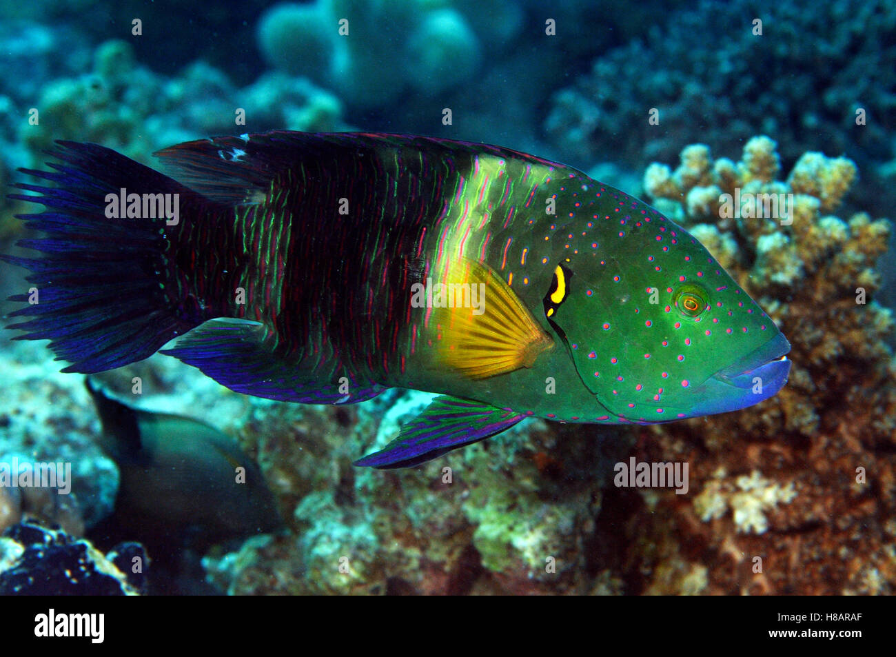 Broomtail Wrasse (Cheilinus lunulatus), Red Sea, Egypt Stock Photo - Alamy