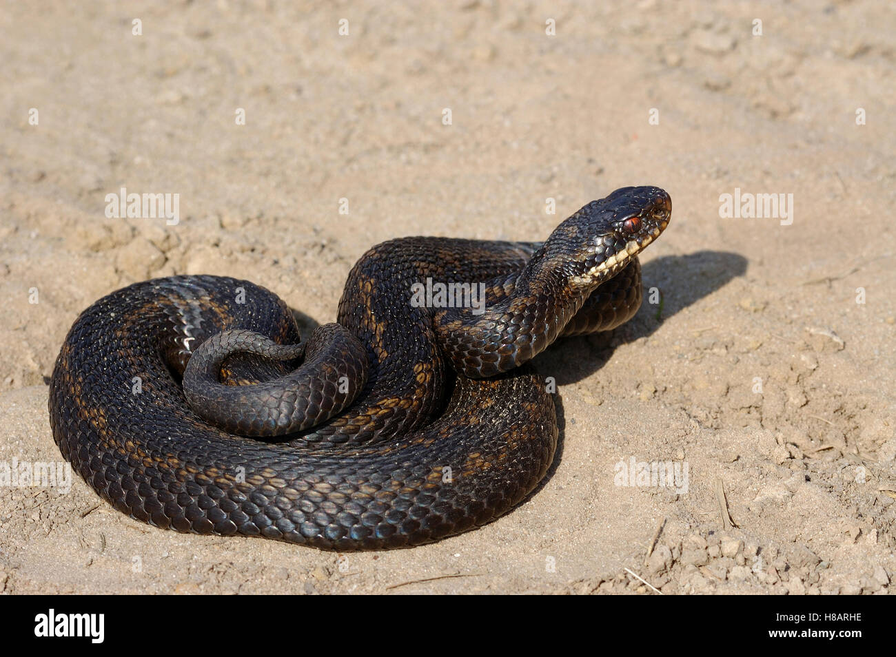 Common European Adder (Vipera berus) male sunbathing in the sand, Groot ...