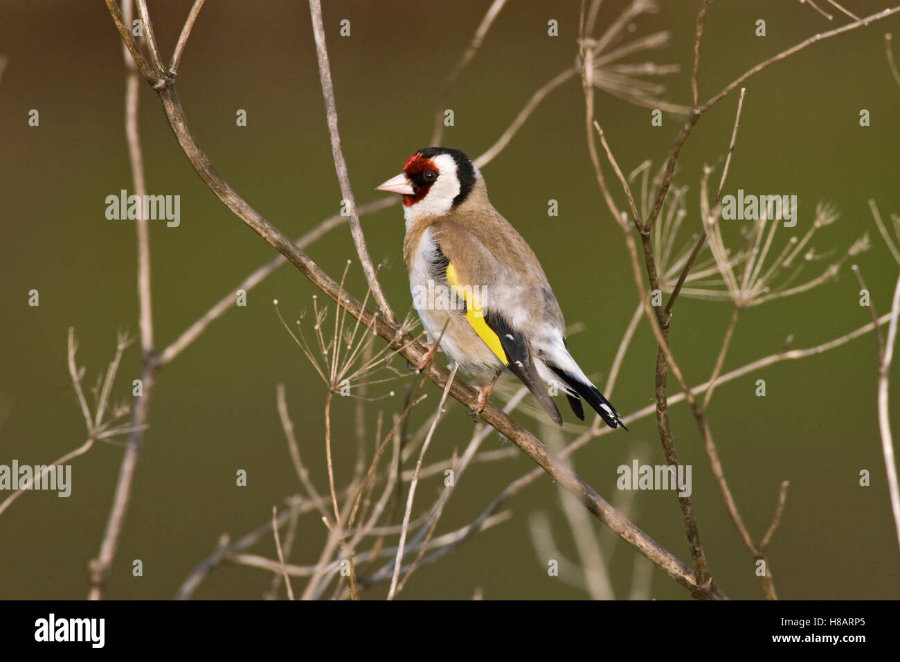 European Goldfinch (Carduelis carduelis), Greece Stock Photo - Alamy