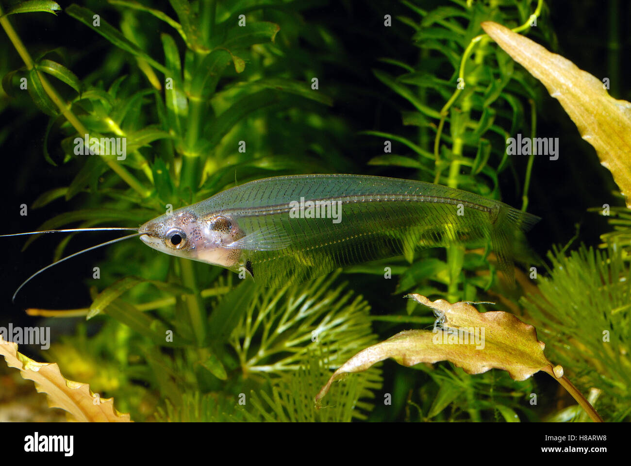 Glass Catfish (Kryptopterus bicirrhis) in aquarium Stock Photo Alamy