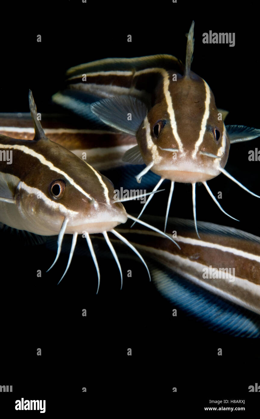 Striped Catfish (Plotosus lineatus), Red Sea, Egypt Stock Photo Alamy