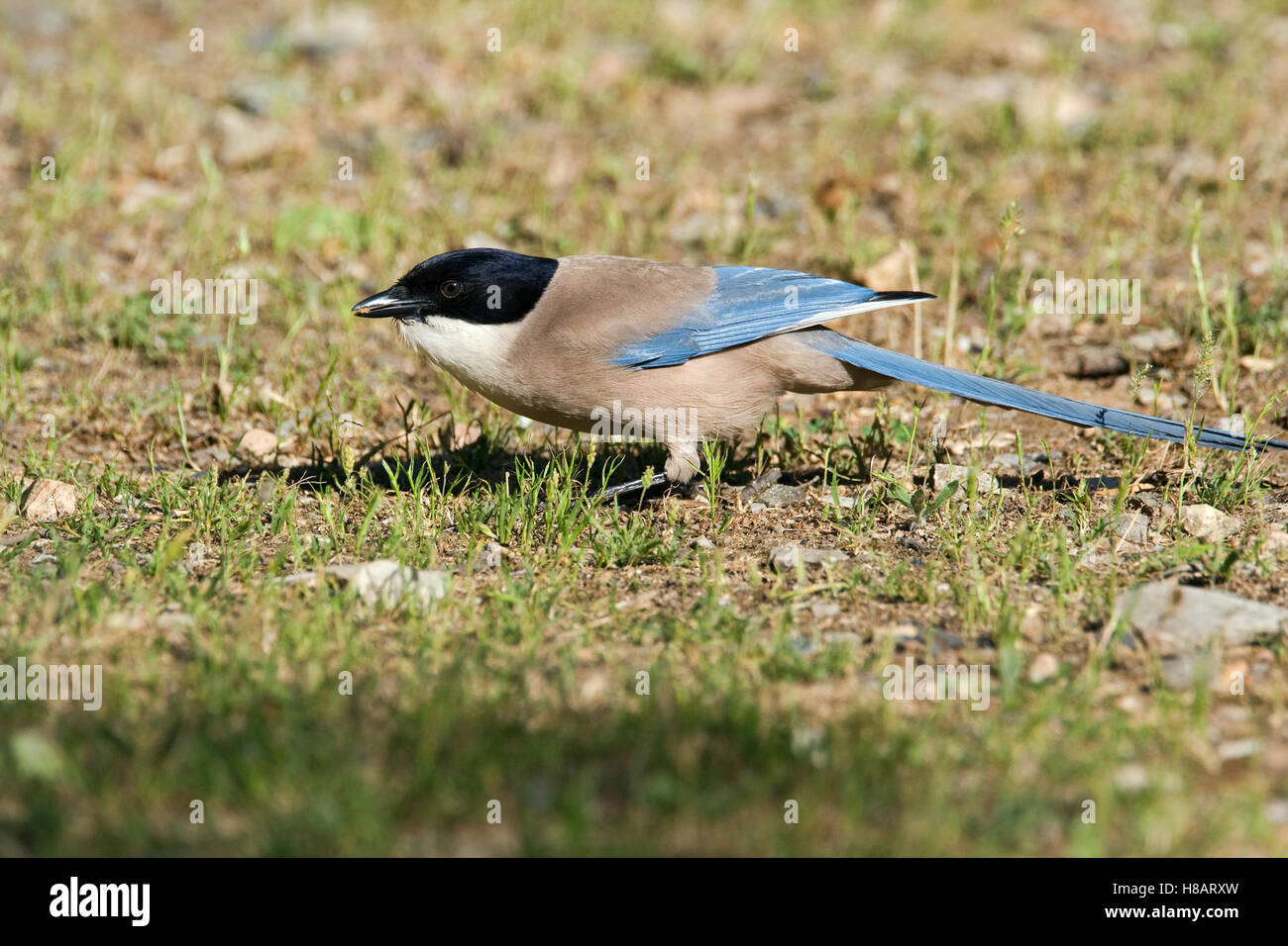 Azure-winged Magpie (Cyanopica cyana) feeding on seeds, Spain Stock ...