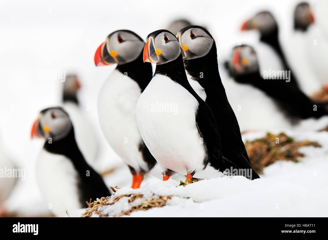 Atlantic Puffin (Fratercula arctica) group in the snow, Hornoya ...