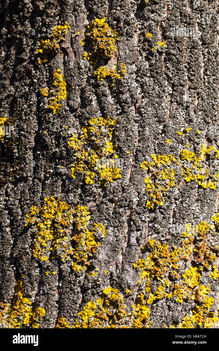 lichen on tree Stock Photo