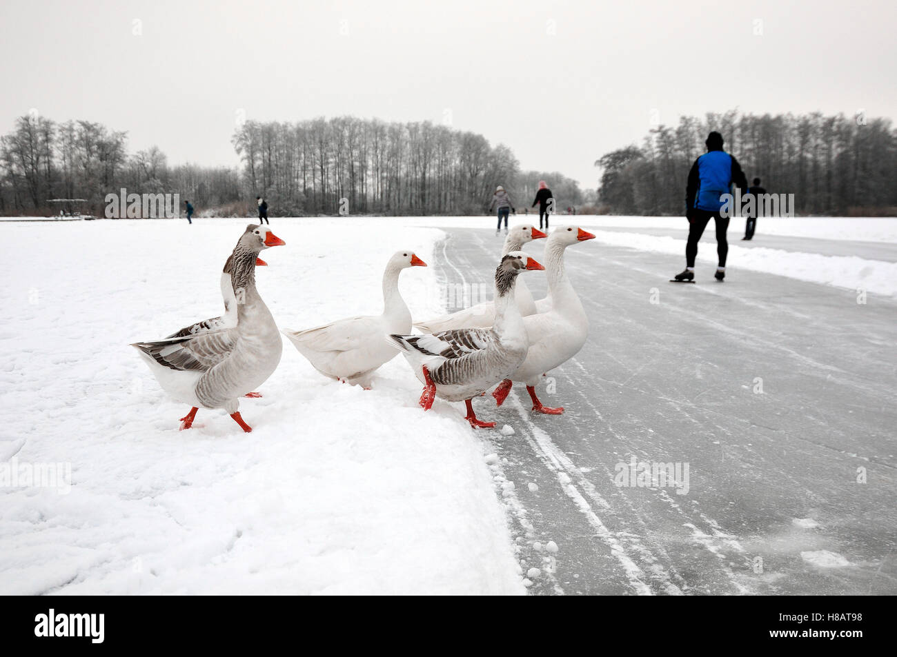 Greylag Goose (Anser anser) crossing the ice, Netherlands Stock Photo