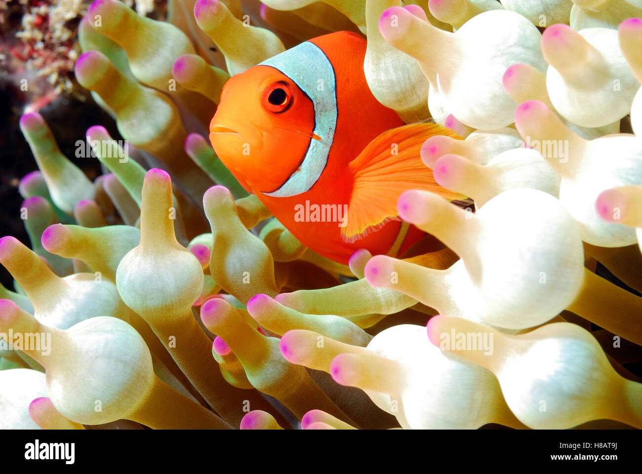 Clown Anemonefish (Amphiprion ocellaris) amid tentacles of Bulb ...