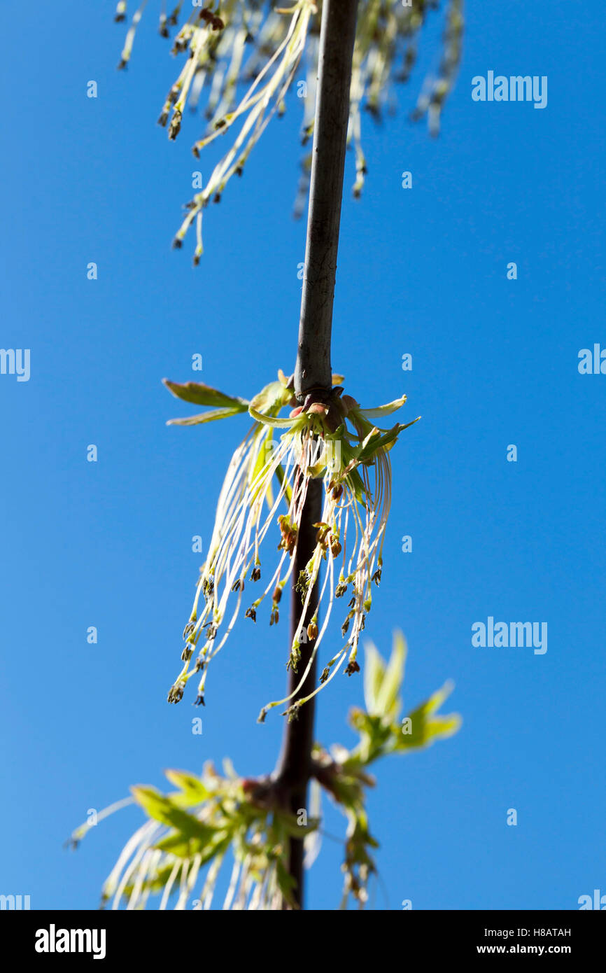 flowering maple tree Stock Photo Alamy
