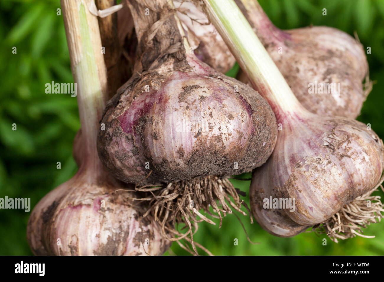 Plank root hi-res stock photography and images - Alamy