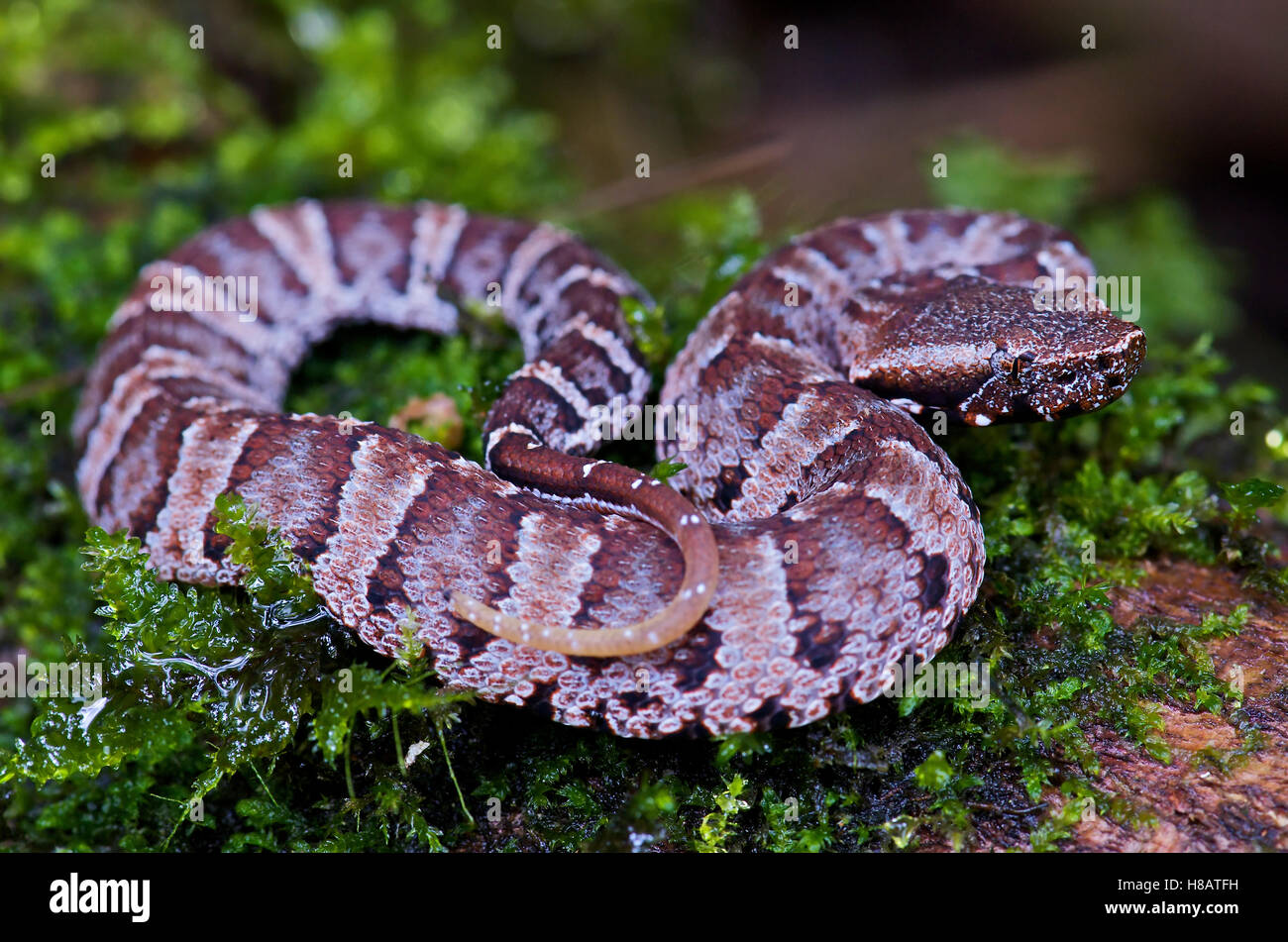 Ecuadorian Toad-headed Pit-viper (Bothrocophias Campbelli), Mindo ...