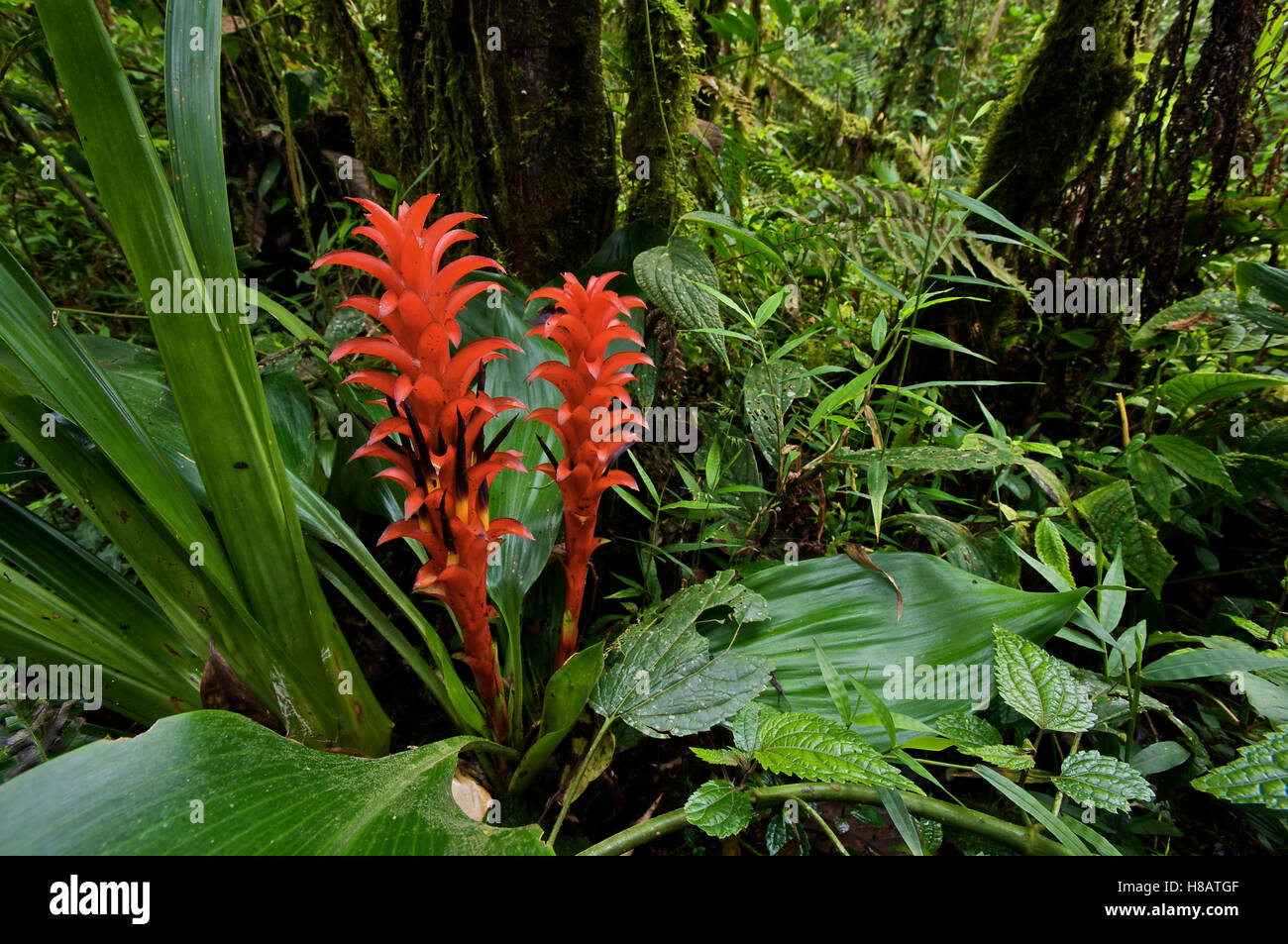 Bromeliad Pitcairnia Nigra In Tropical Rainforest Mindo Pichincha 