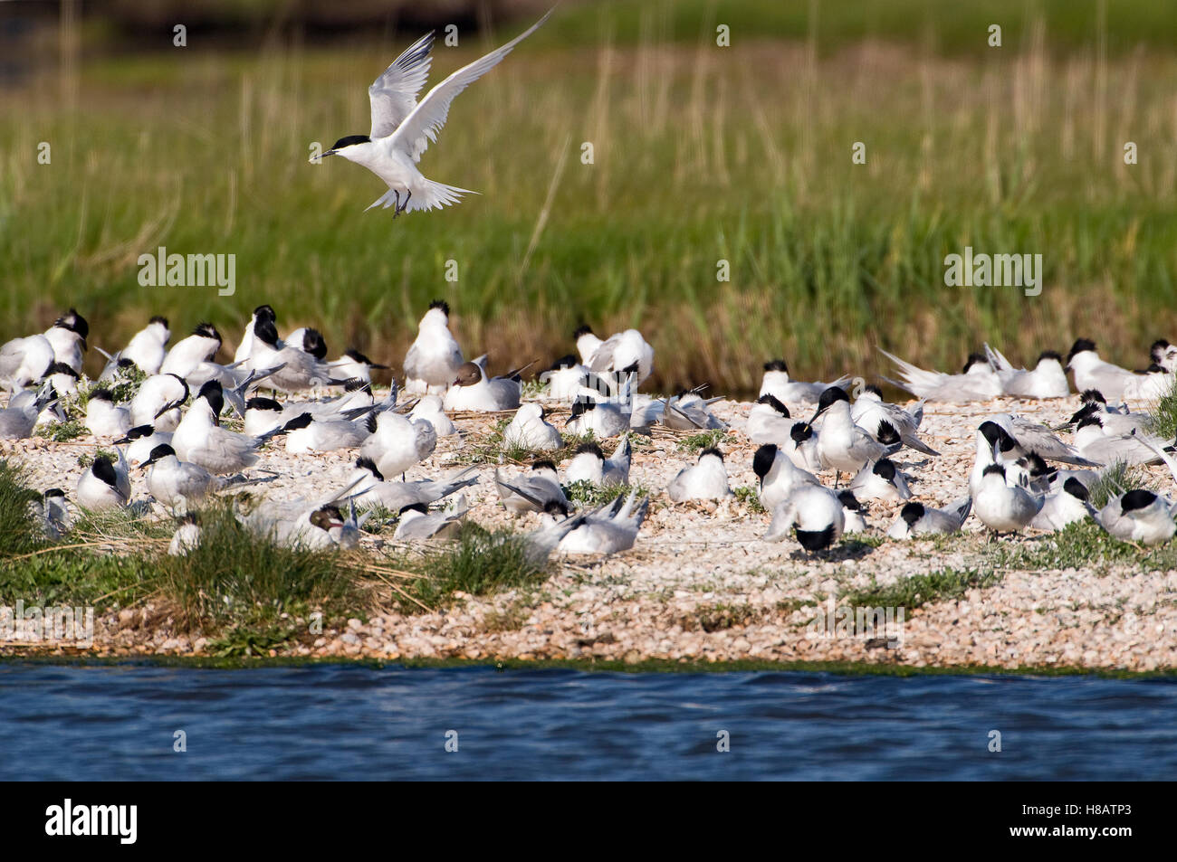 Sandwich Tern (Thalasseus sandvicensis) colony, Texel, Noord-Holland ...