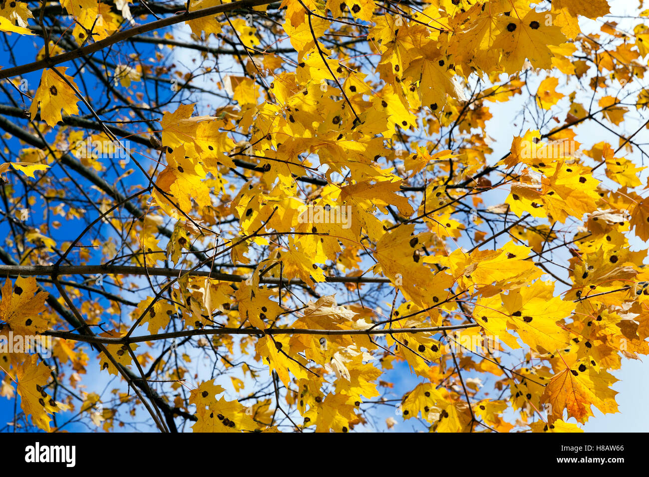 yellowing leaves on the trees Stock Photo Alamy