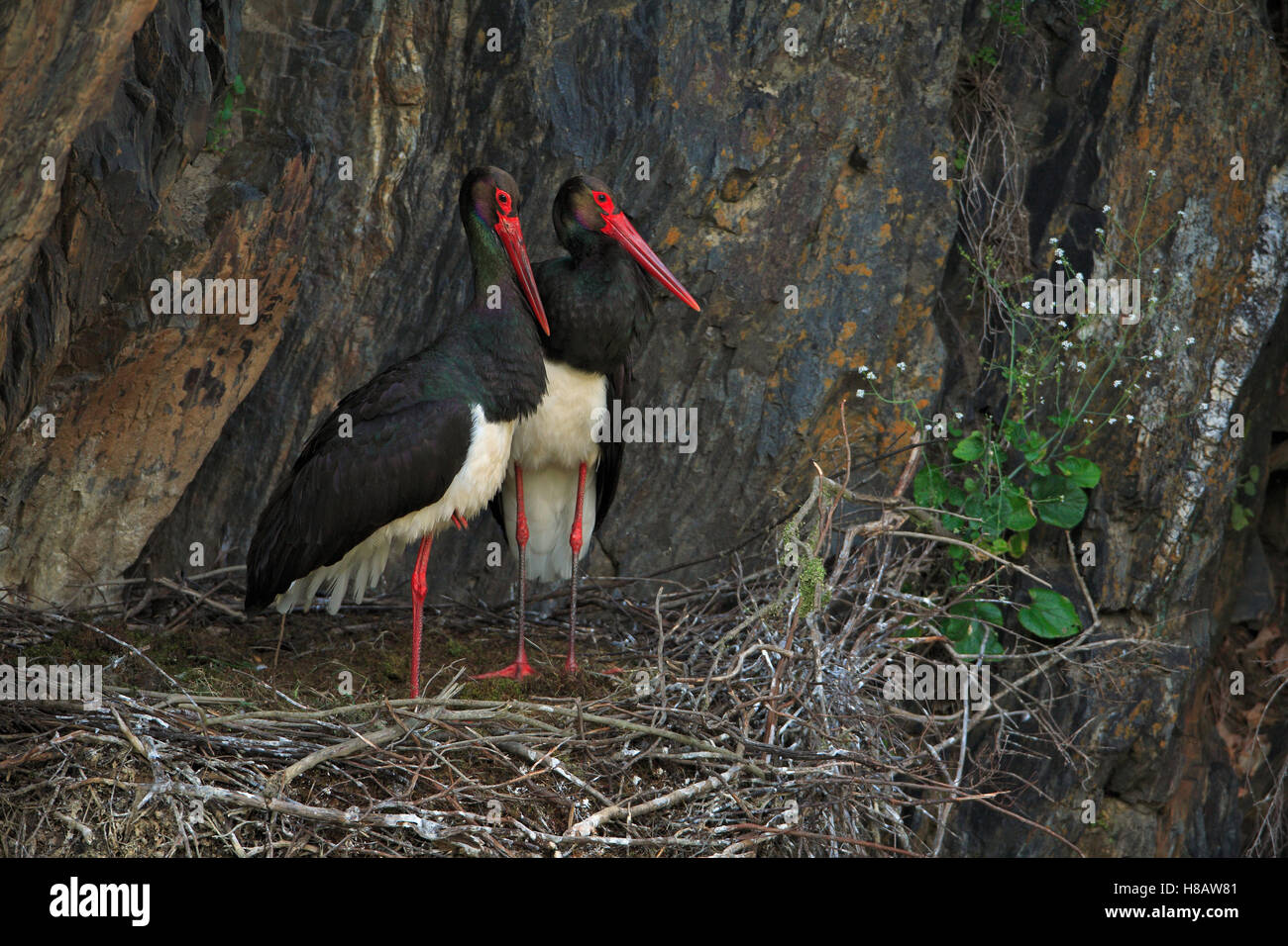 Black Stork (Ciconia nigra) pair on nest, Alentejo, Portugal Stock Photo