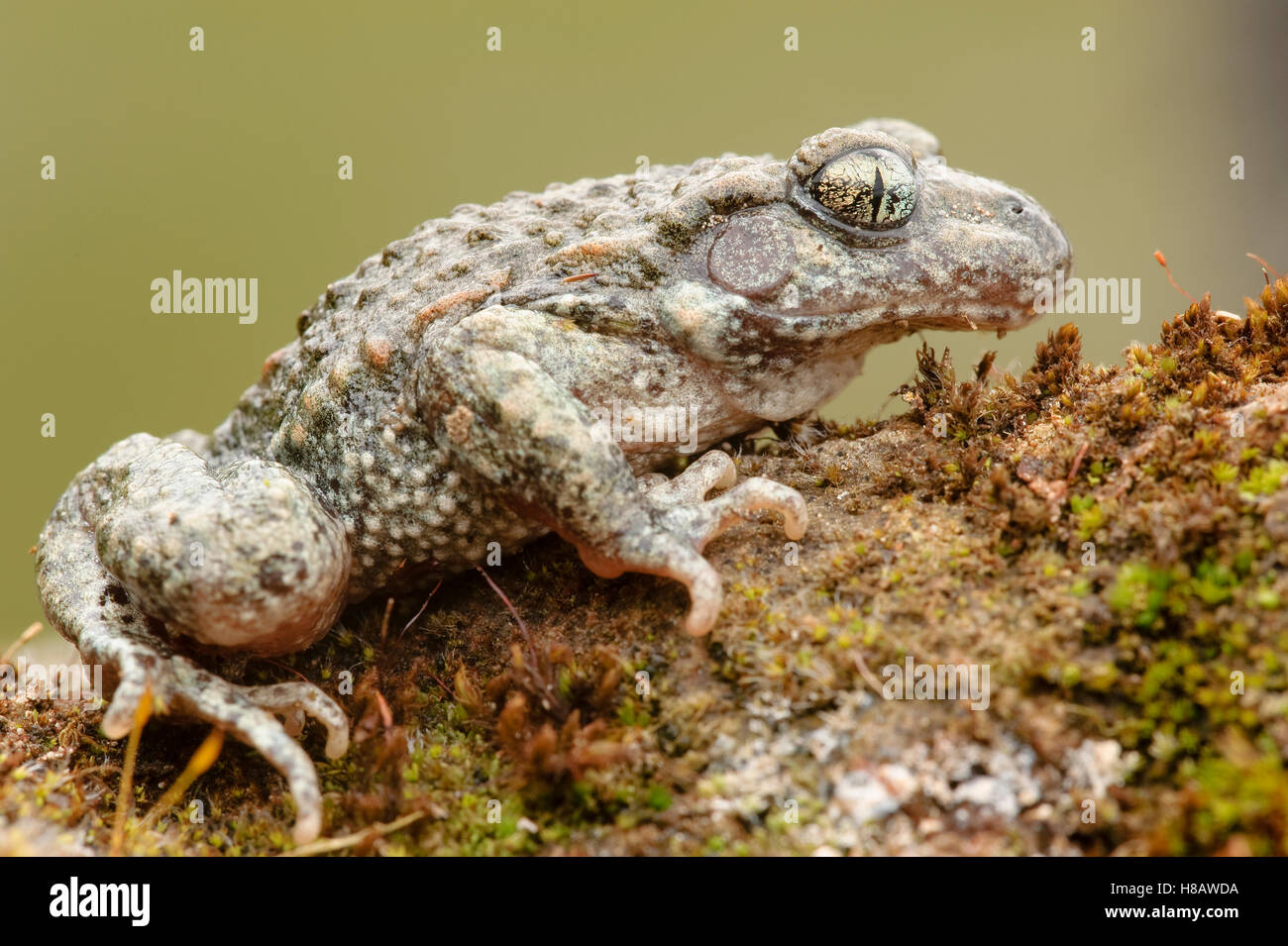 Midwife Toad (Alytes obstetricans) female on a stone, Limburg ...
