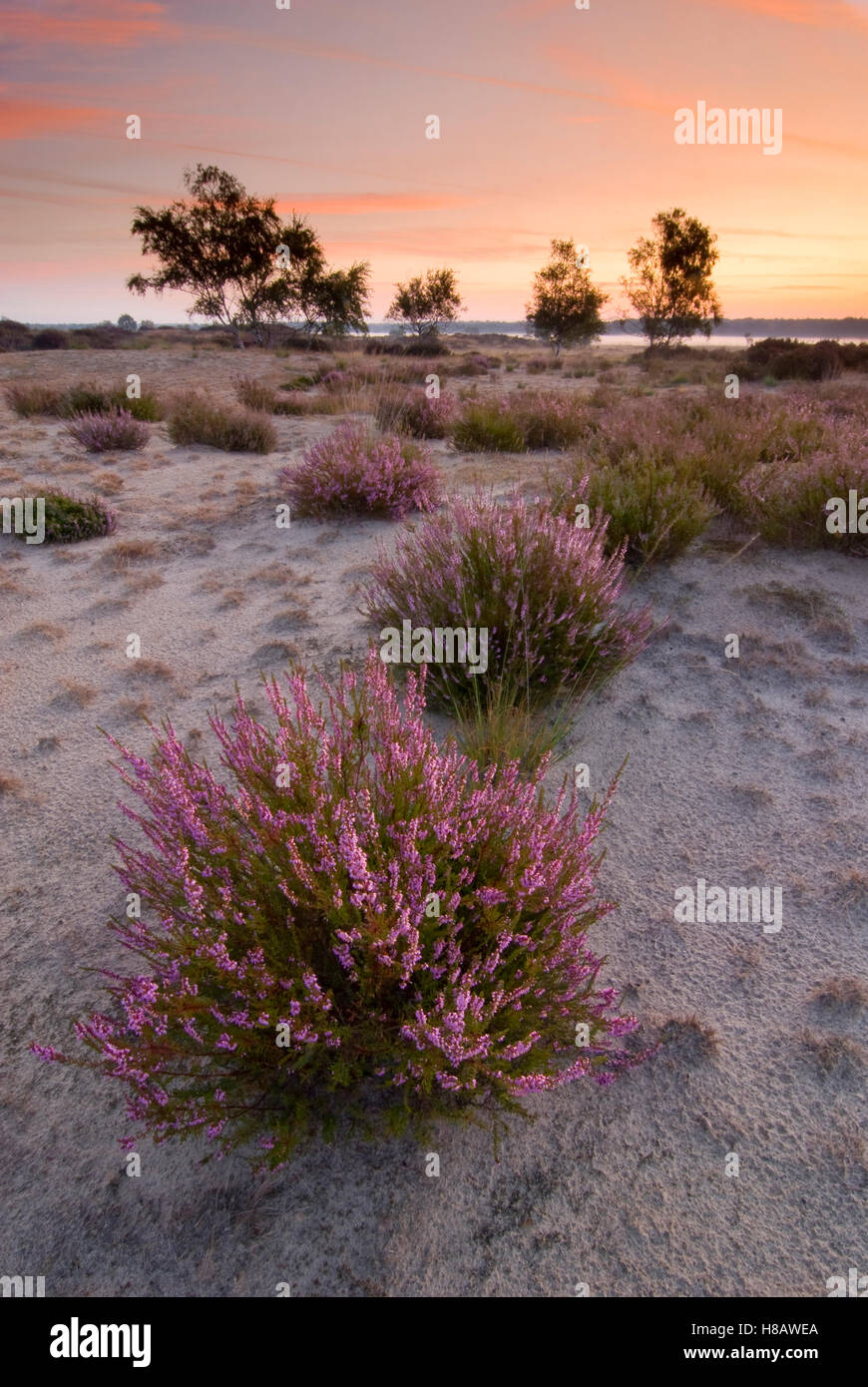 Heather (Calluna vulgaris) and Birch (Betula sp) trees at sunset, De ...