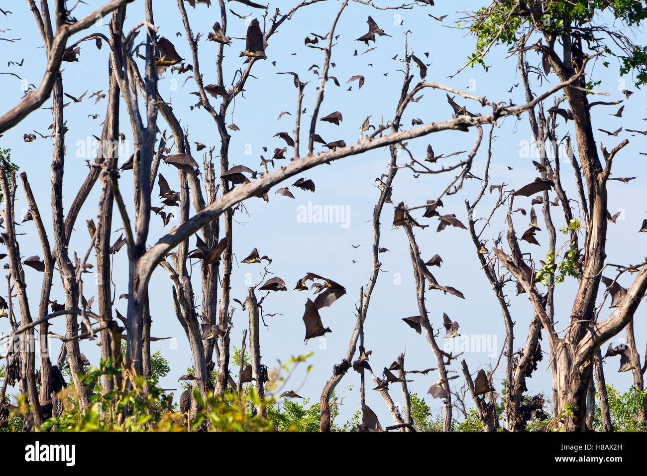 Strawcolored Fruit Bat (Eidolon helvum) group flying and roosting on
