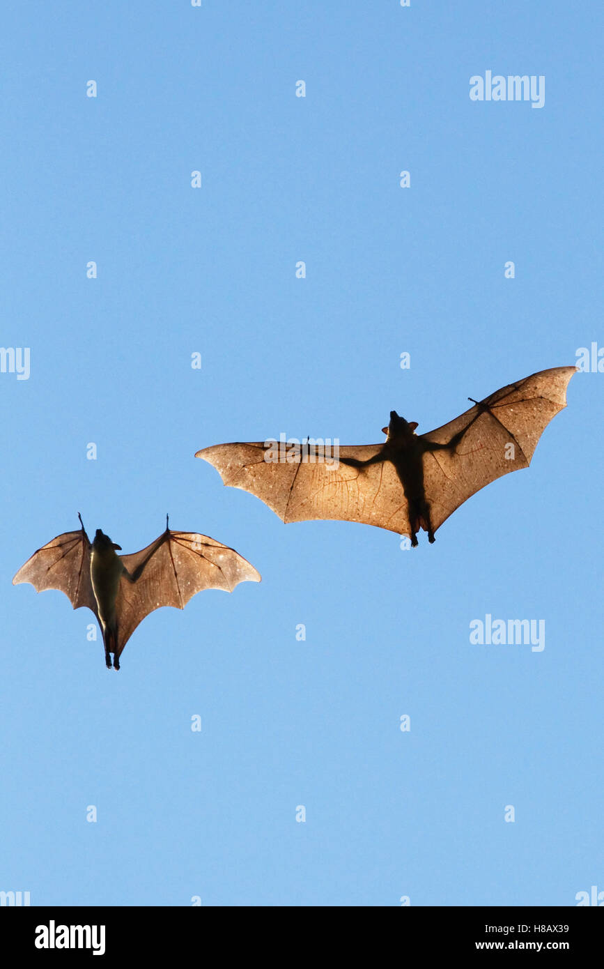 Strawcolored Fruit Bat (Eidolon helvum) flying, Kasanka National Park