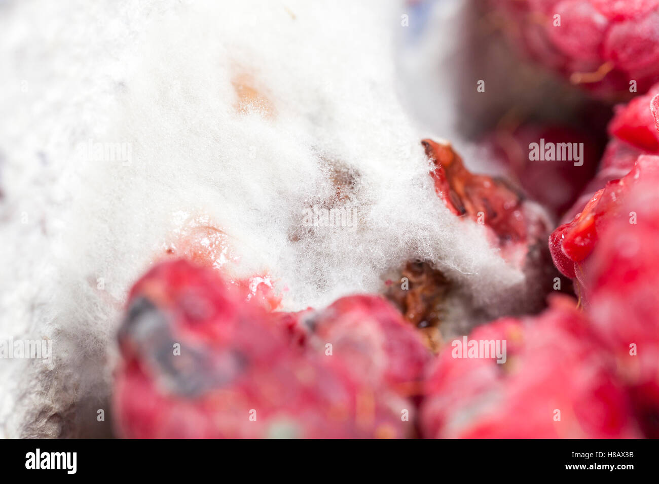 mold on the raspberries Stock Photo