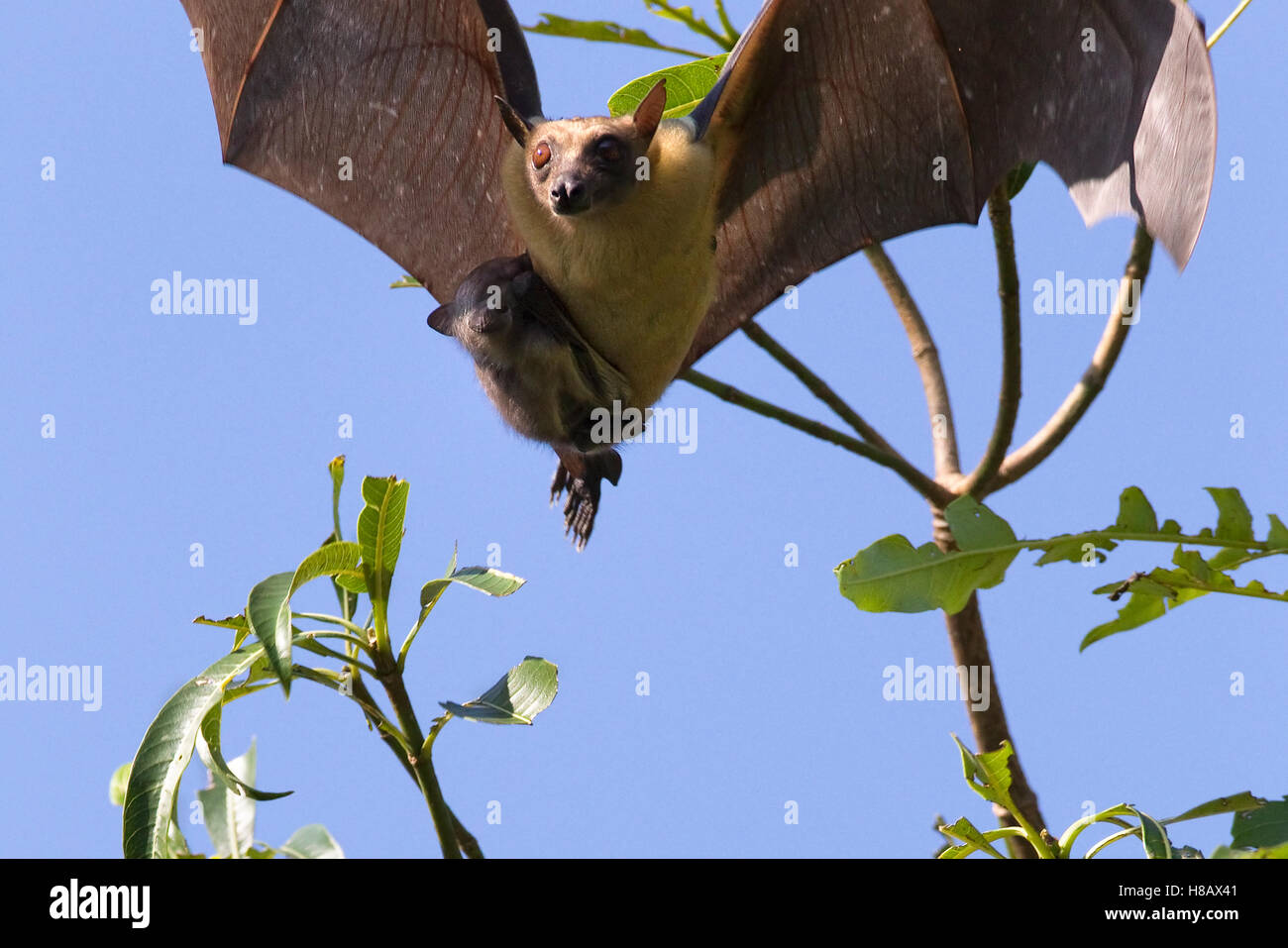 Fruit bat flying with baby High Resolution Stock Photography and Images
