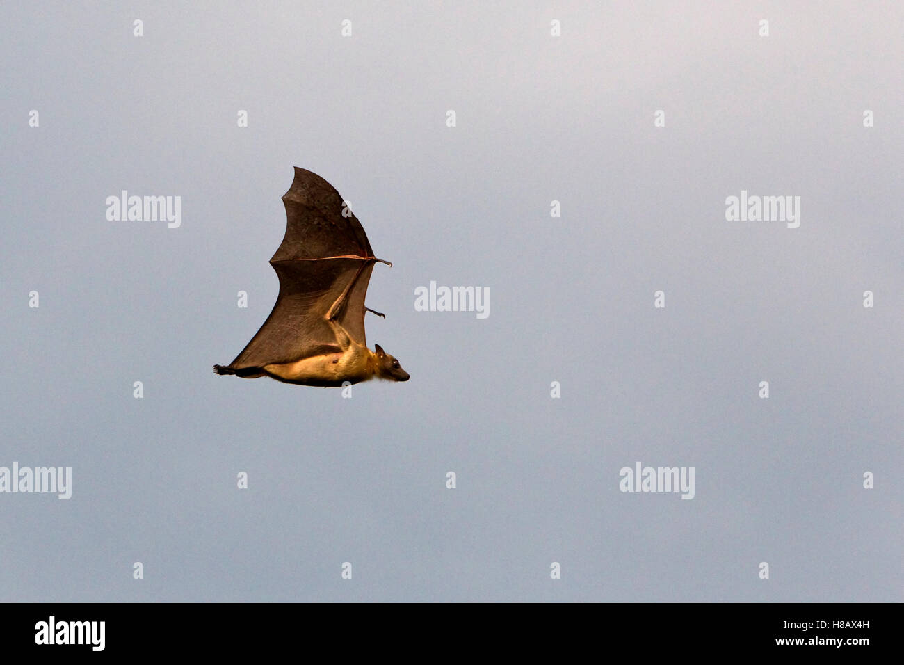 Strawcolored Fruit Bat (Eidolon helvum) flying, Kasanka National Park