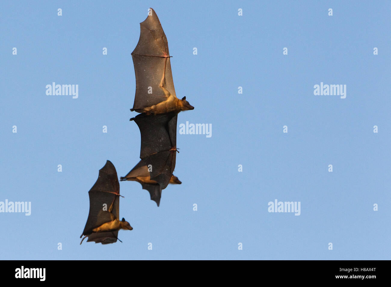 Strawcolored Fruit Bat (Eidolon helvum) three bats flying, Kasanka