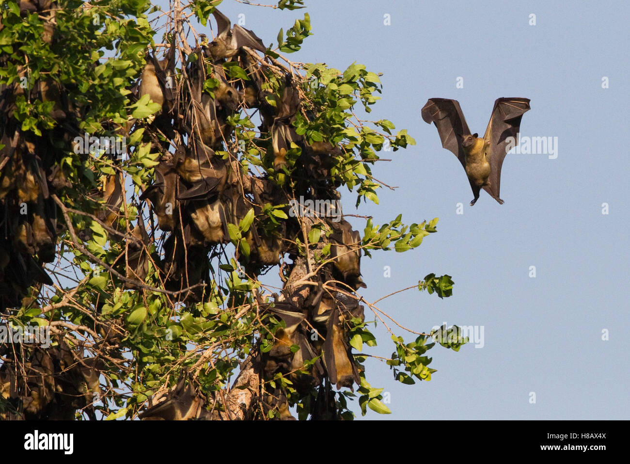Strawcolored Fruit Bat (Eidolon helvum) pregnant female about to land
