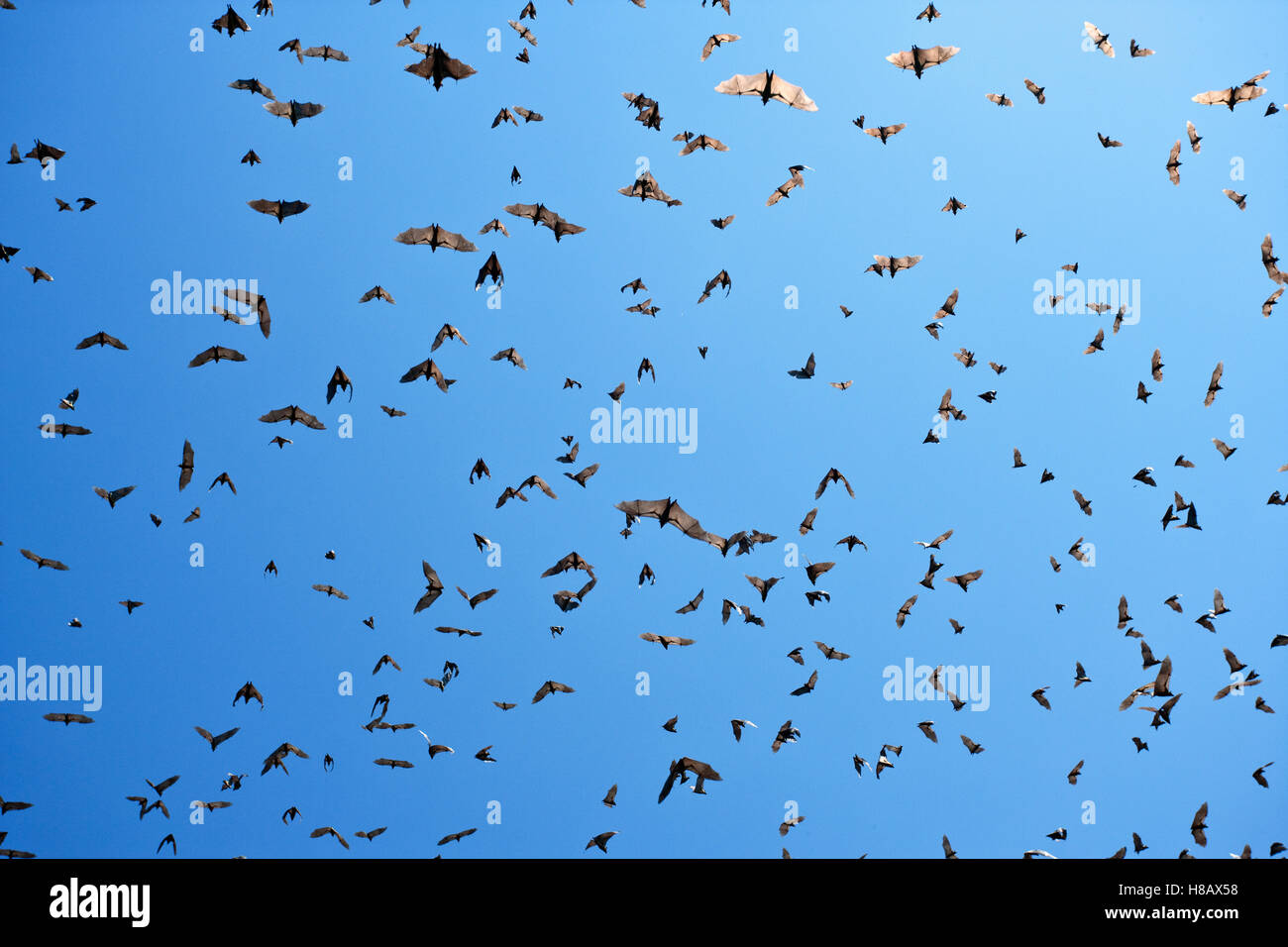 Straw-colored Fruit Bat (Eidolon helvum) group flying overhead, Kasanka National Park, Zambia Stock Photo