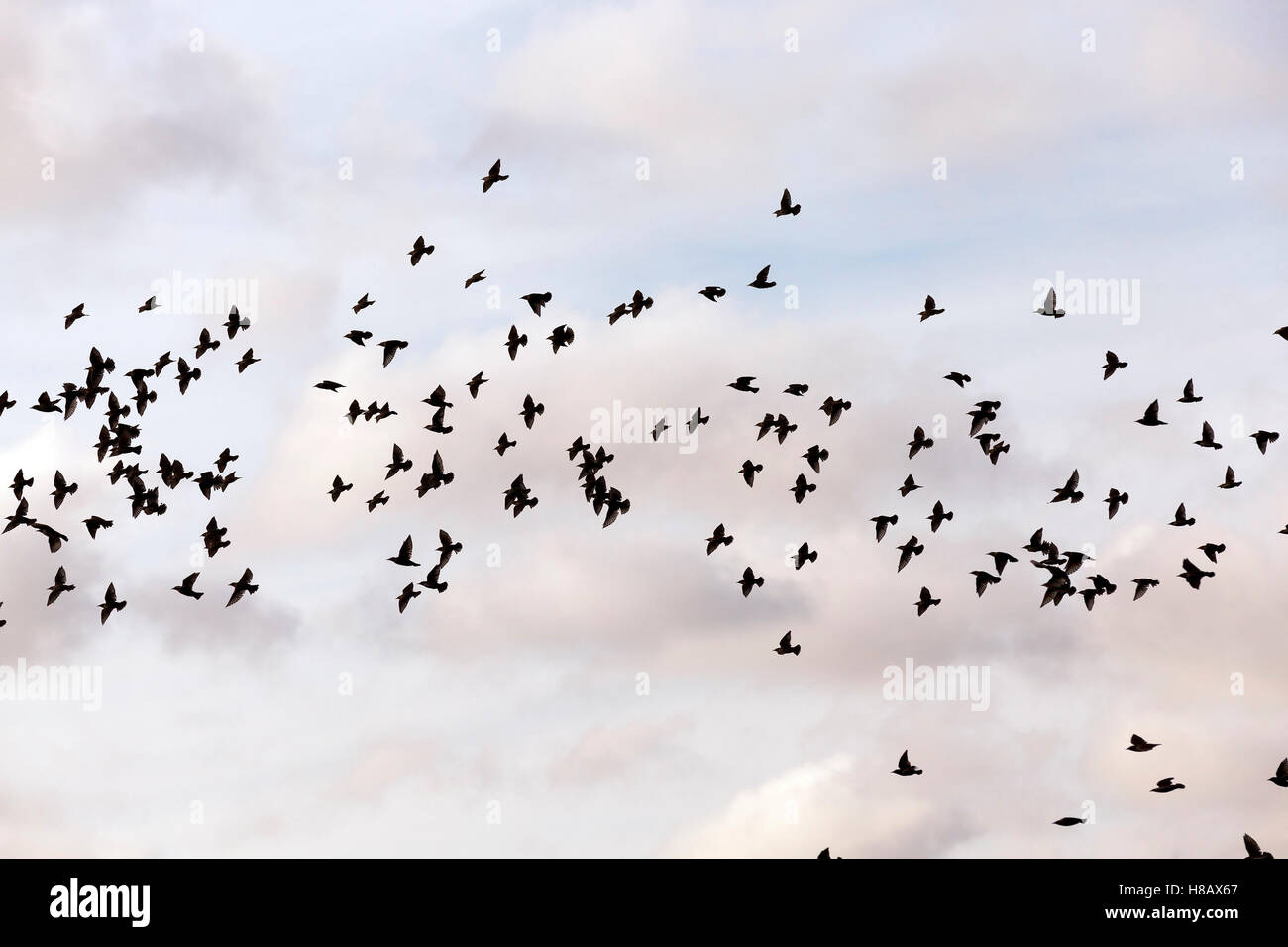 birds flying in the sky Stock Photo - Alamy