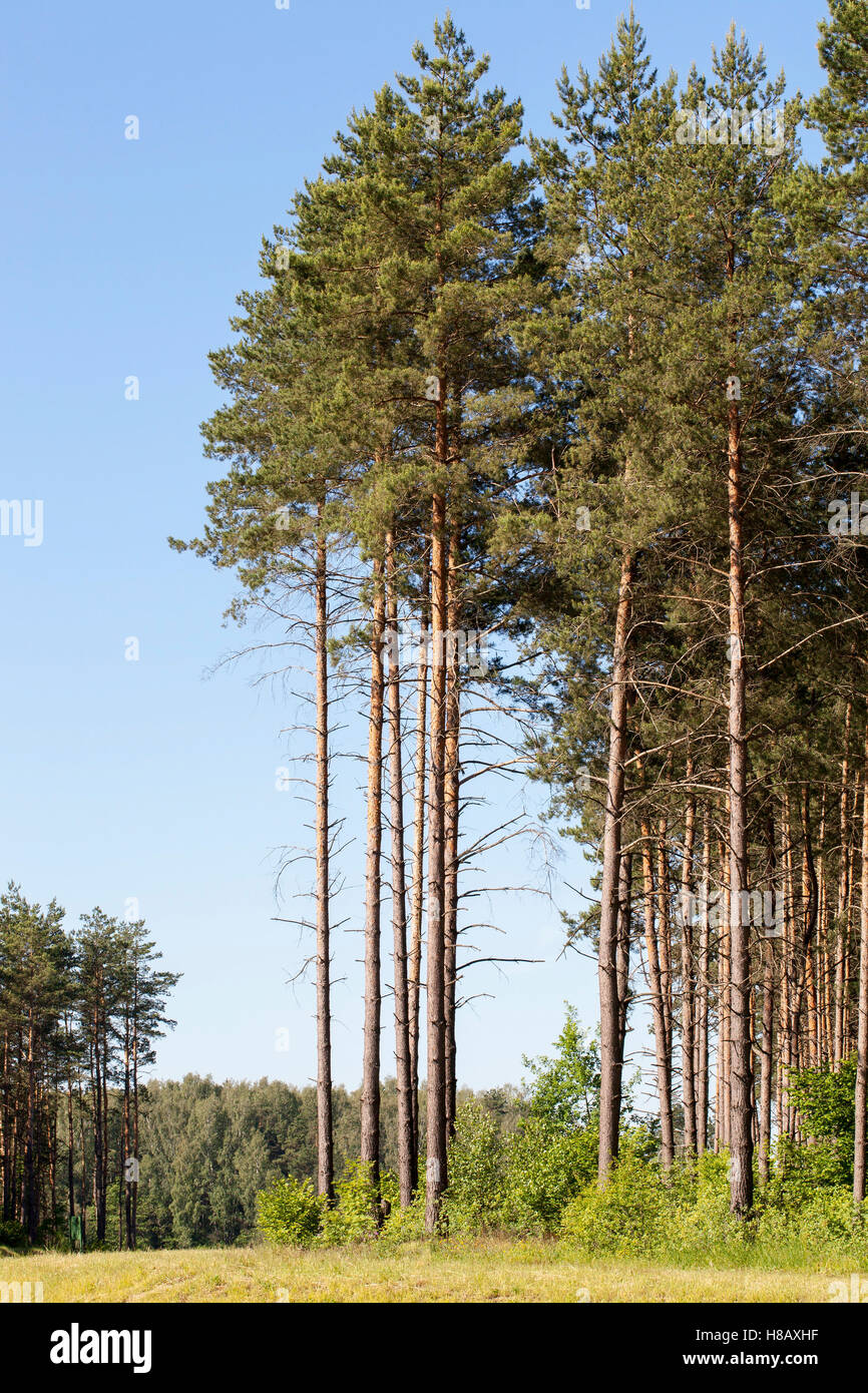 pine trees in the forest Stock Photo - Alamy