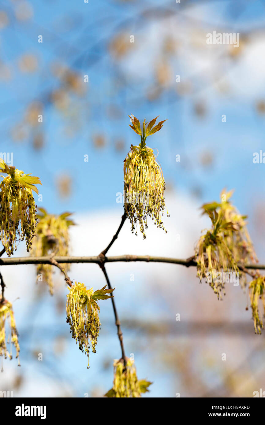 flowering maple tree Stock Photo Alamy