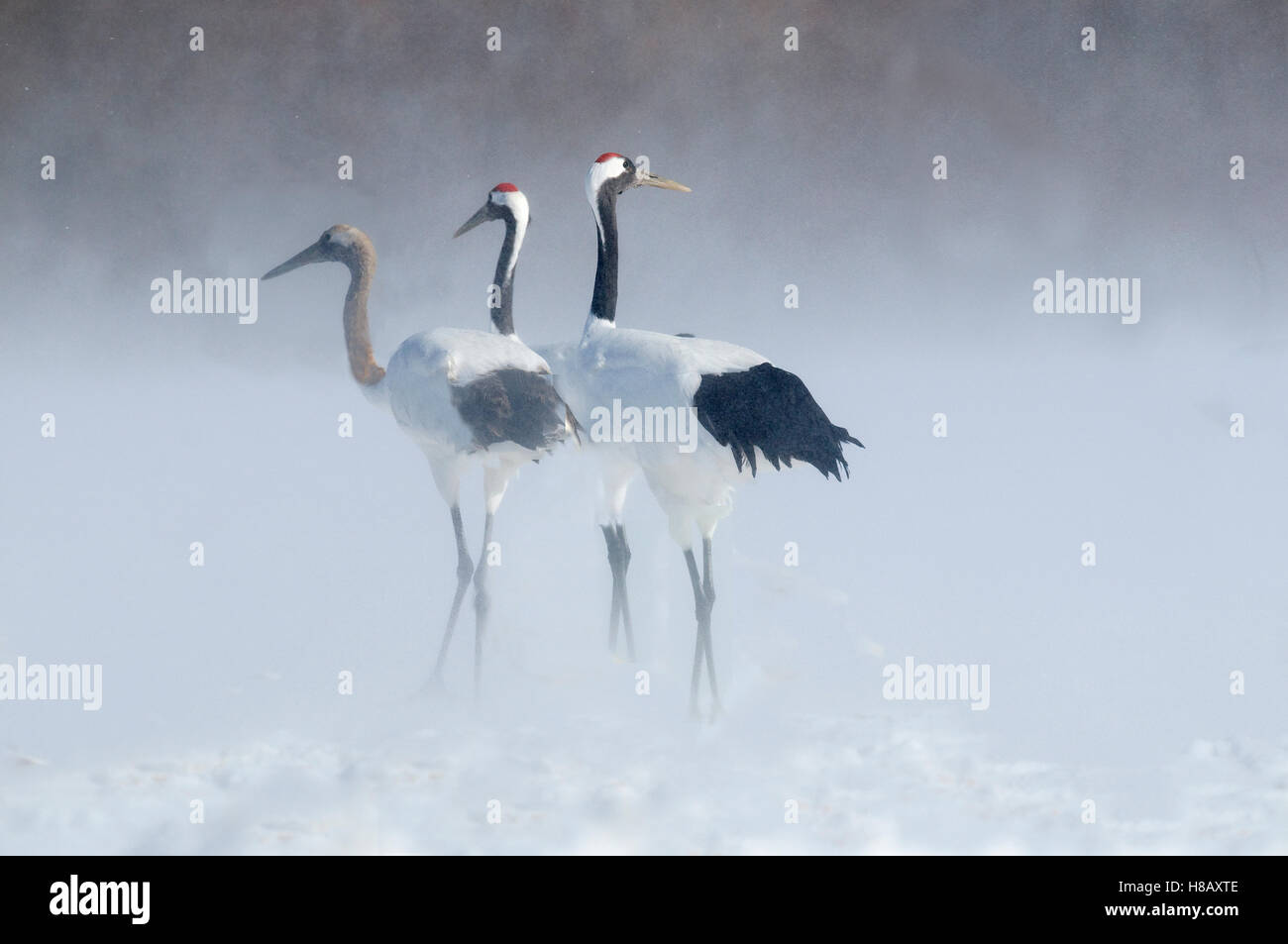 Red-crowned Crane (Grus japonensis) trio, Hokkaido, Japan Stock Photo ...