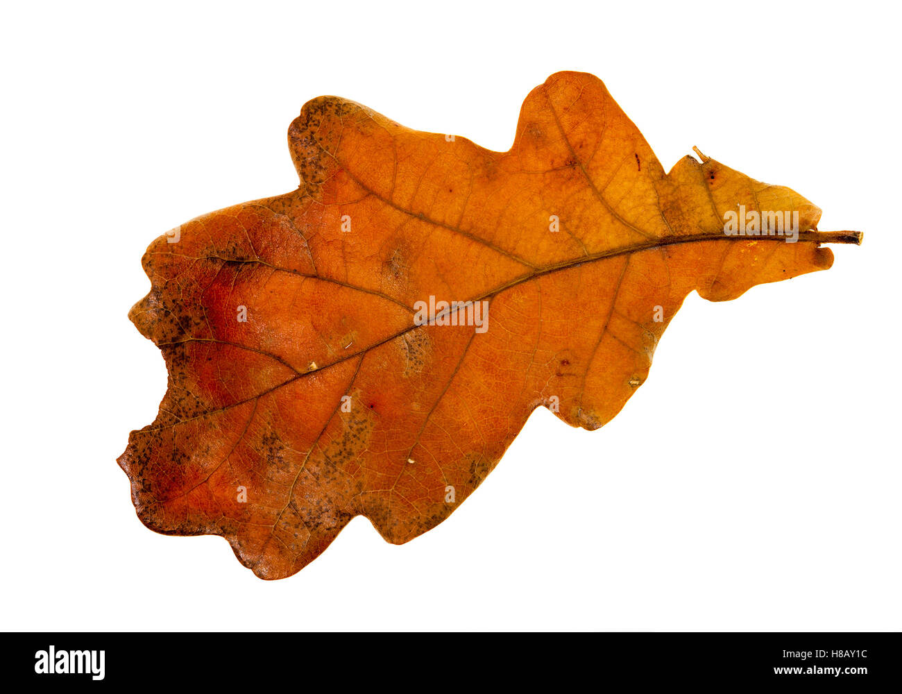 isolated oak leaf Stock Photo Alamy