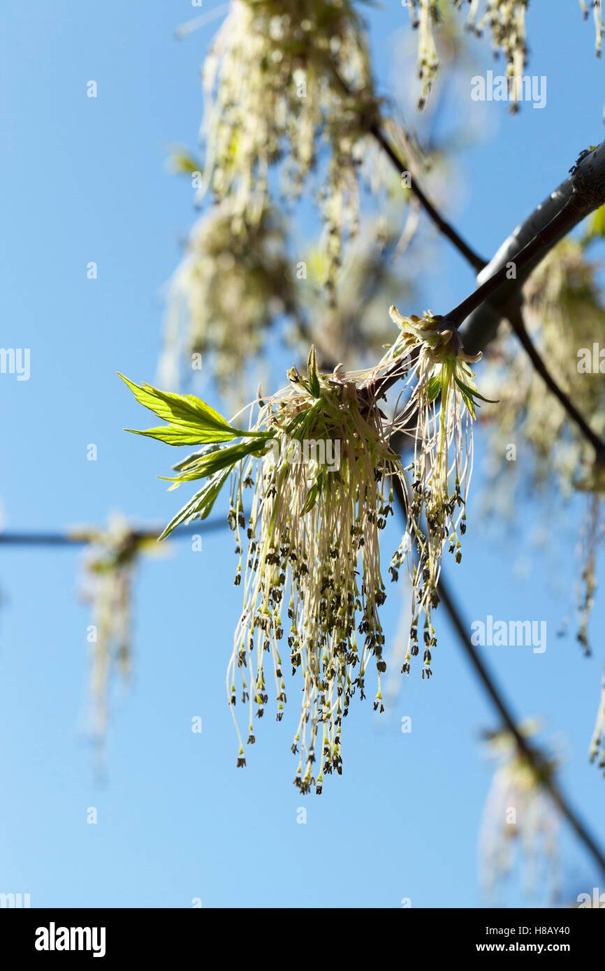 flowering maple tree Stock Photo Alamy