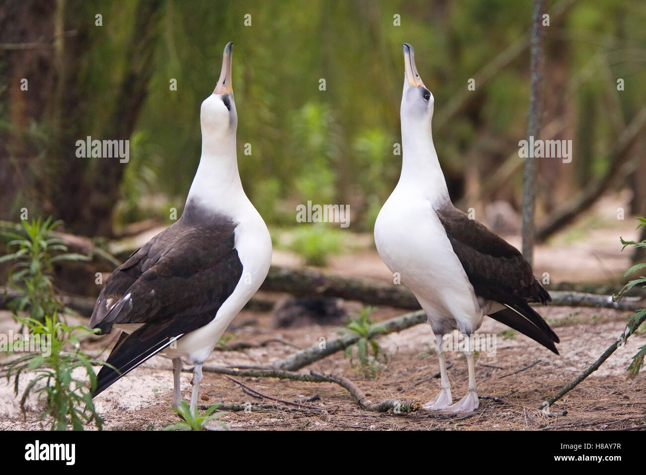 Laysan Albatross (Phoebastria immutabilis) pair displaying, Midway