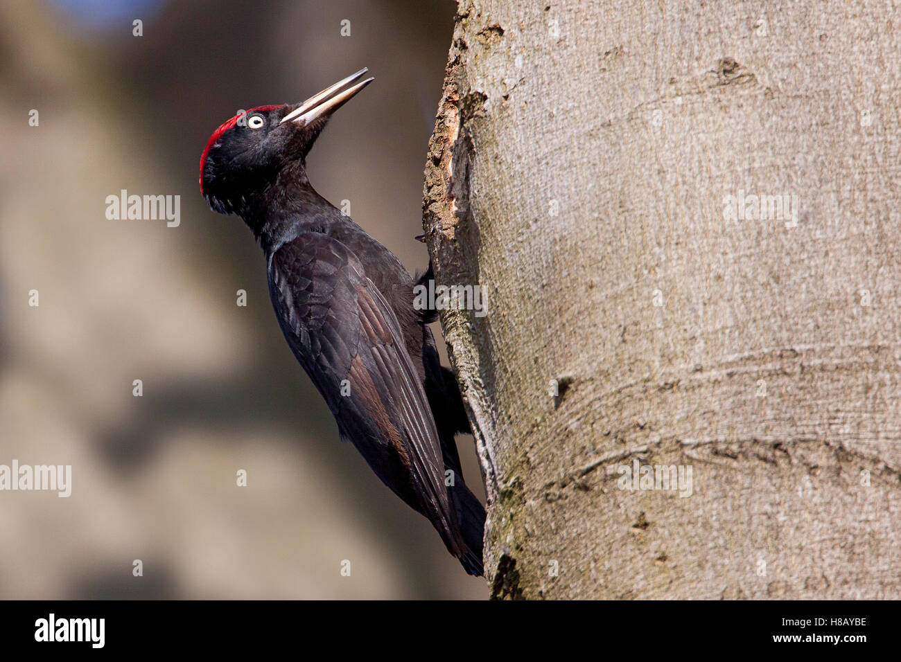 Black Woodpecker Dryocopus Martius Friesland Netherlands Stock black-woodpecker-dryocopus-martius-friesland-netherlands-stock