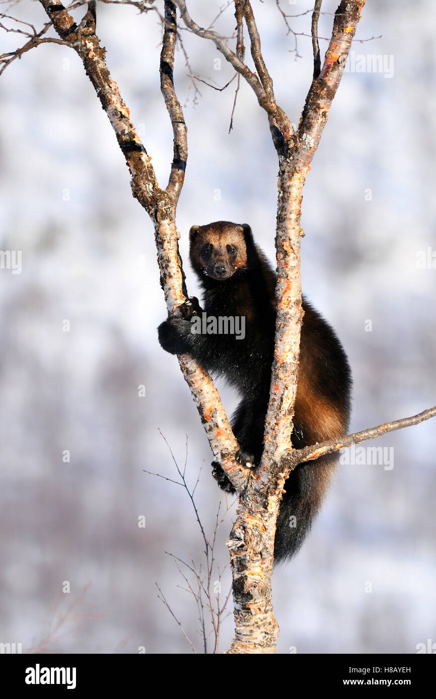 Wolverine (Gulo gulo) in a tree, Norway Stock Photo - Alamy