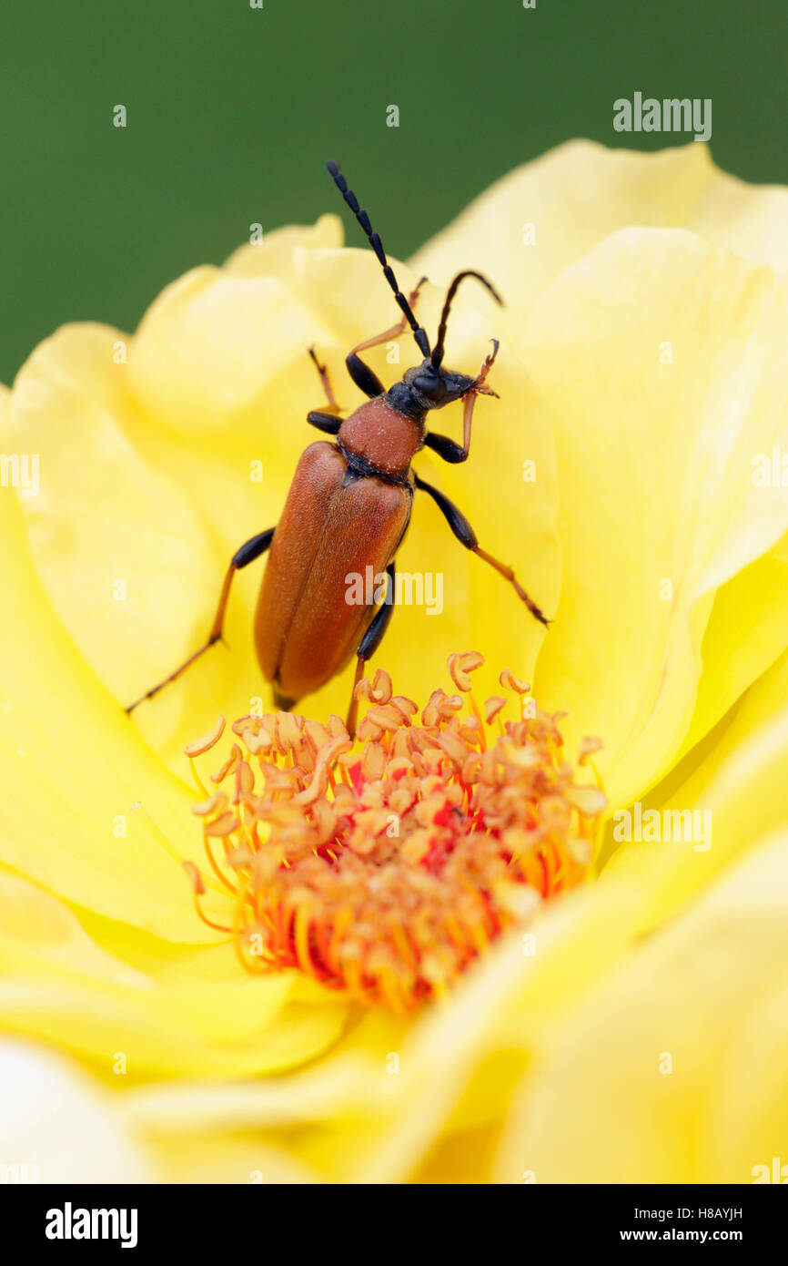 Longhorn Beetle (Leptura rubra) on yellow rose, Lower Saxony, Germany Stock Photo