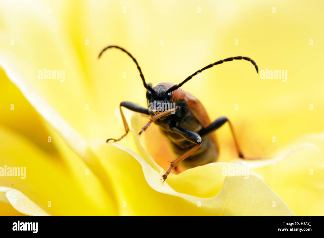 Longhorn Beetle (Leptura rubra) on yellow rose, Lower Saxony, Germany Stock Photo